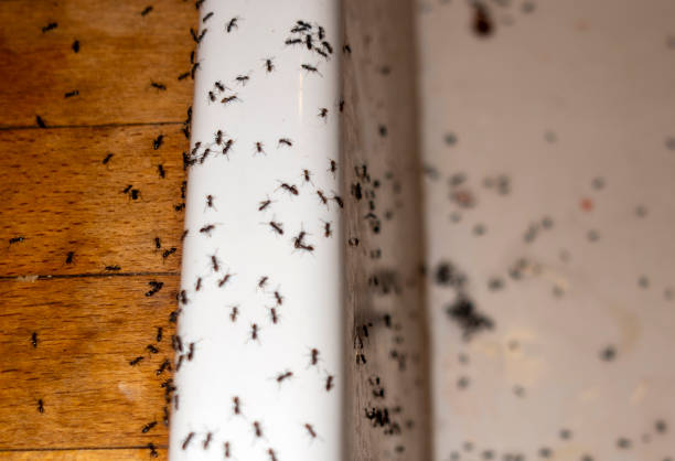 Best Bed Bug Extermination  in Wmington, IL