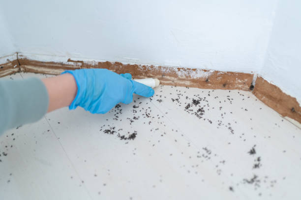 Best Affordable Exterminators  in Wmington, IL