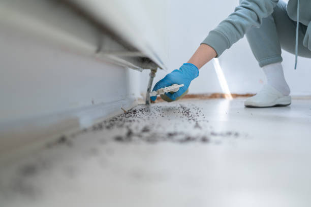 Best Wasp Removal Services  in Wmington, IL